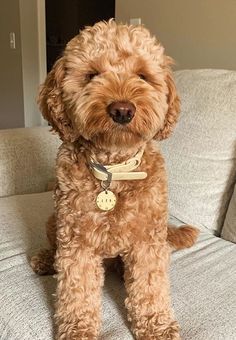 a brown dog sitting on top of a couch