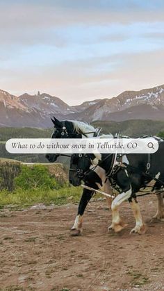 two horses pulling a carriage with the words what to do without snow in telluride co