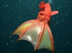 an orange and yellow squid floating in the water