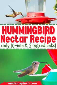 2 different images of hummingbirds at feeders full of homemade hummingbird food Raised Bed Flower Garden, Family Meals Kid Friendly, Kids Saving Money