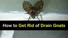 a close up of a small insect with text overlay reading how to get rid of drain gnats