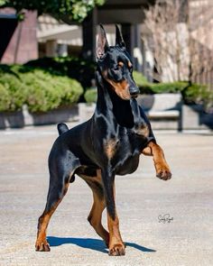 a black and brown dog standing on top of a cement ground