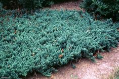 a patch of green bushes in the middle of a dirt area with grass growing on it