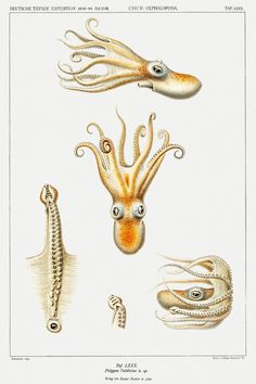 an octopus, squid and sea horse are depicted in this antique print