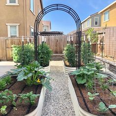 an outdoor garden area with various plants growing in it