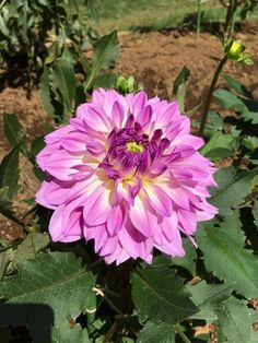 a large pink flower sitting on top of a lush green field