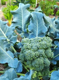 a head of broccoli in the middle of a garden with lots of green leaves