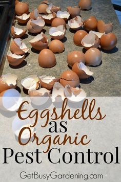 eggshells as organic pest control on a baking sheet with text overlay that reads, egg shells as organic pest control