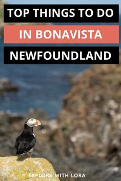 a bird sitting on top of a rock next to the ocean with text overlay reading top things to do in bonavista, newfoundland