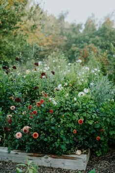 a garden filled with lots of different types of flowers