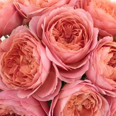 Cabbage Antique Pink Garden Roses up close Cabbage Garden, Rose Romantic, Rose Gardening, Flower Farming, Orange Highlights, Women Activities, Coral Garden, Antique Garden, Beautiful Flowers Photography