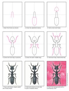 how to draw an insect step by step instructions for children and adults with pictures on it