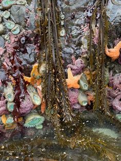 corals and starfish on the bottom of a rock wall with water running down them