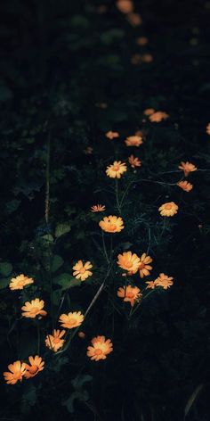 some yellow flowers are in the dark and green grass, with light shining on them