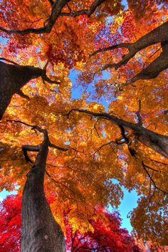 looking up at the tops of tall trees with fall colored leaves in the foreground