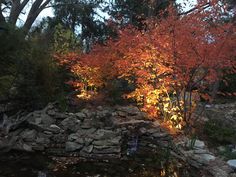 a pond surrounded by rocks and trees with bright orange leaves on the tree branches in the background