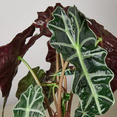 a plant with green and red leaves on it