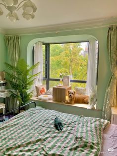 a bedroom with green walls and a window that has a dog sitting on the bed