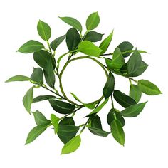 green leaves arranged in a circle on a white background