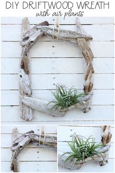 driftwood wreath with air plants hanging on the side of a white wall and text overlay that says diy driftwood wreath with air plants