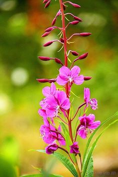 a pink flower with green leaves in the background