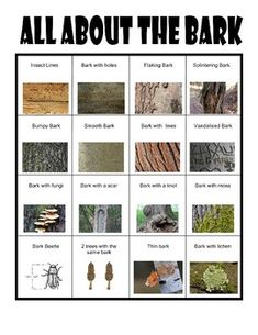 an image of all about the bark