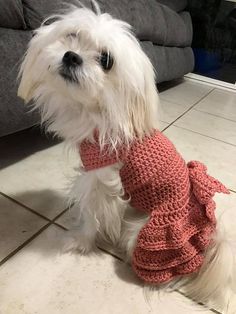 a small white dog wearing a red knitted sweater with ruffles on it