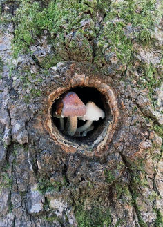 mushrooms growing out of the base of a tree trunk in a hole that has moss growing on it