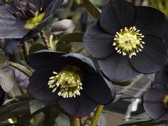 black flowers with yellow stamens and green leaves