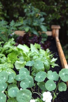 a garden filled with lots of green plants