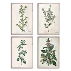 four different types of herbs are shown in this set of three prints, each with green leaves and purple flowers