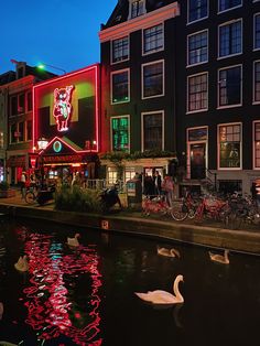 swans floating on the water in front of buildings with neon lights and people walking by