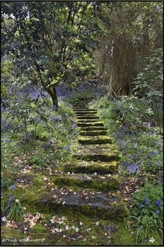 a set of steps in the middle of a forest