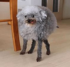 a small gray dog standing next to a wooden table