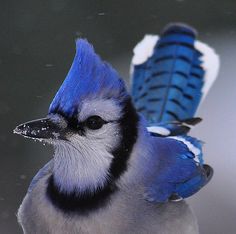 a blue bird with black and white feathers on it's head