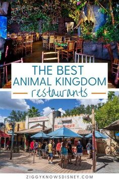 the best animal kingdom restaurants in disney world