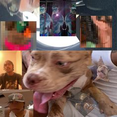 a collage of photos with dogs and people in the background, including a dog's head