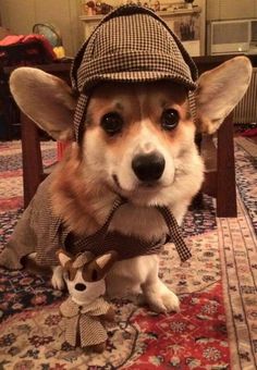 a corgi dog wearing a hat and scarf on top of a rug next to a stuffed animal