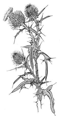 Thistle Drawing Simple, Thistle Line Drawing, Thistle Linocut, Vintage Thistle Illustration, Spear Thistle, Scottish Thistle Tattoo, Scottish Thistle Botanical Illustration, Botany Art