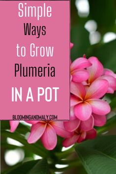 pink flowers with text overlay saying simple ways to grow plumeria in a pot