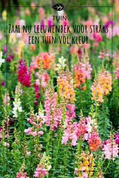 colorful flowers in the middle of a field with text overlay that reads,'i am