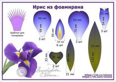 an image of purple flowers with measurements