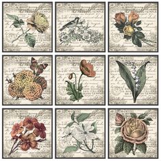 four different pictures of flowers and leaves on an old book page with words in the background