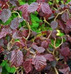 purple leaves are growing on the branches of this plant in the garden, and it looks like they're dying