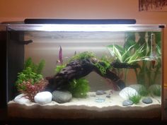 an aquarium with rocks and plants in it