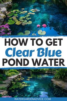 how to get clear blue pond water with text overlay that reads, how to get clear blue pond water