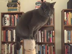 a gray cat sitting on top of a scratching post in front of bookshelves