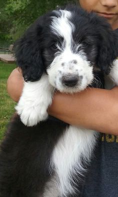 a boy holding a black and white puppy in his arms