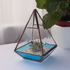 an air plant in a glass terrarium on a table