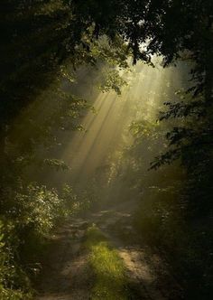 sunlight shining through the trees onto a dirt path